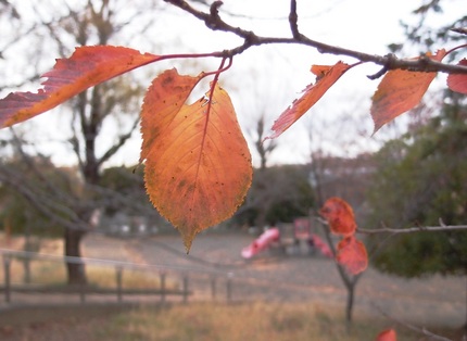 晩秋・・・(6)