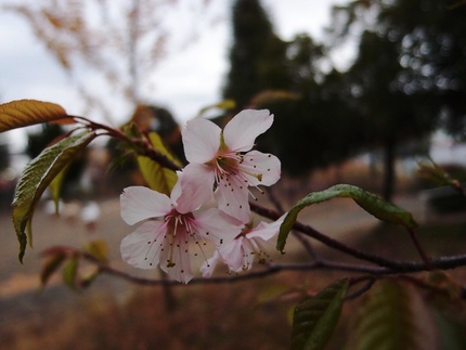 寒桜・・・。