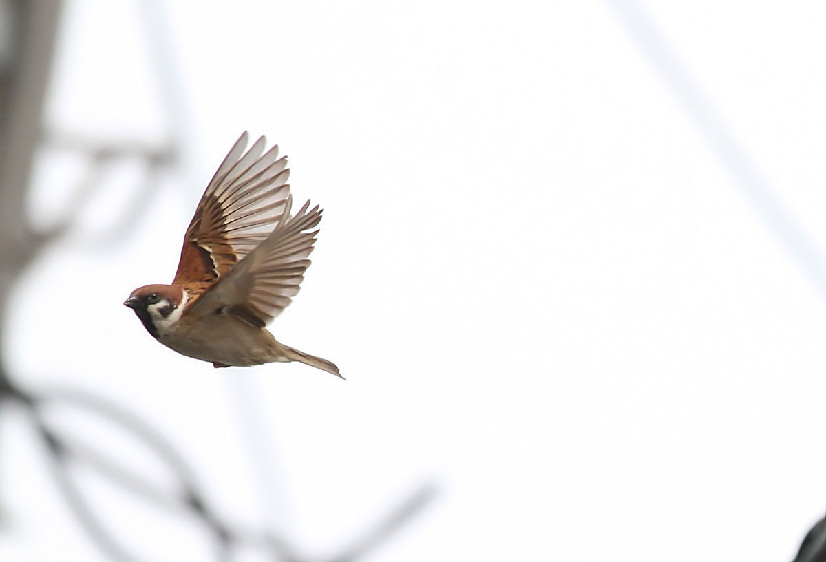 野鳥の飛翔シリーズ スズメ ギター余話 Bloguru