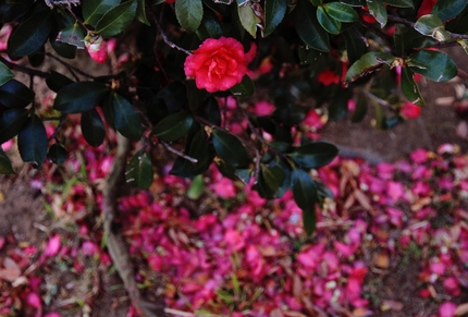 山茶花散る・・・。