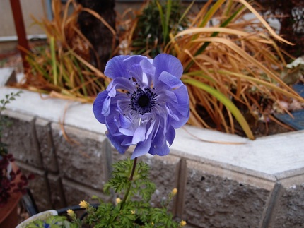 この花の名前は・・・？？？