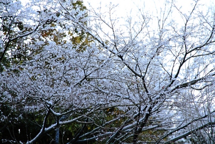雪の降った朝は・・・（７）