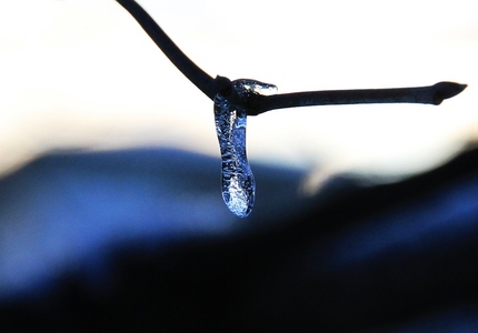 雪のしずく・・・（２）
