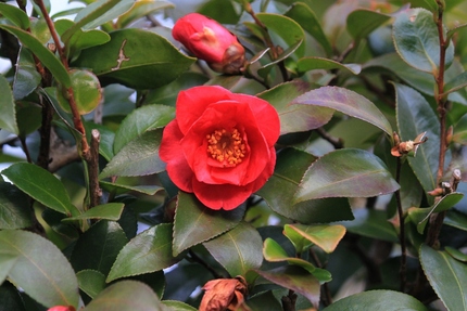 赤い山茶花・・・。
