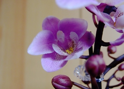 蘭の花に人の顔・・・。