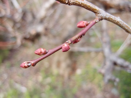 桜の状況は・・・。