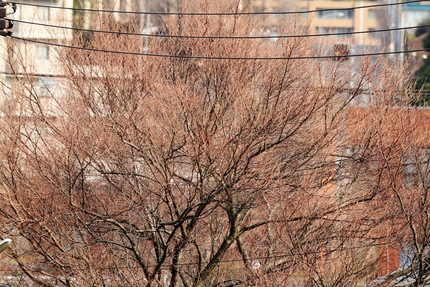 桜は今・・・。