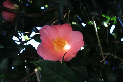 4月1日の花・・・。