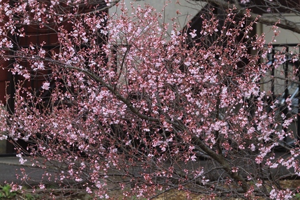 今日の桜・・・。