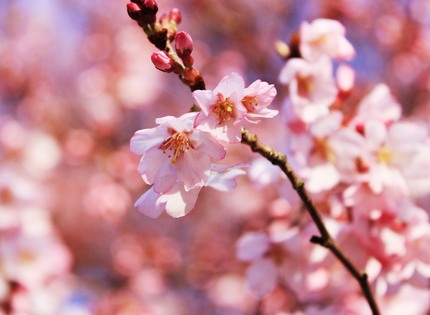 桜咲く・・・。