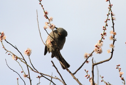 梅の蜜をヒヨドリが・・・。