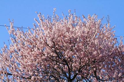 桜満開！！