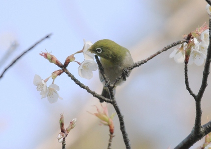 メジロ君も蜜を・・・。