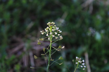 ぺんぺん草・・・。