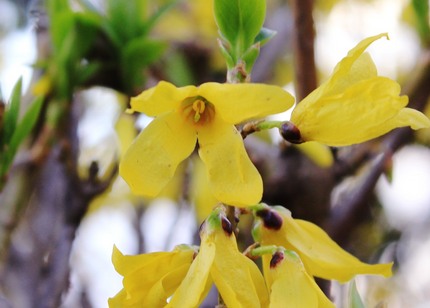 レンギョウの花。