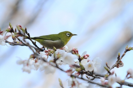 桜ギャラリー・・・（最終回）お...