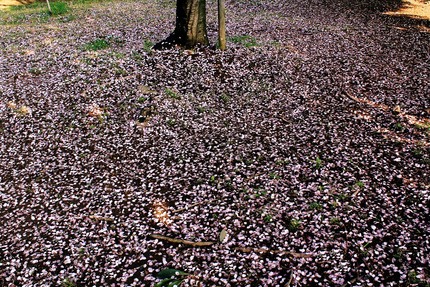 散った桜の風景・・・。