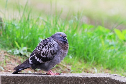 膨らんだ鳩・・・。