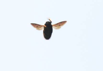 熊蜂の飛行・・・やあ！
