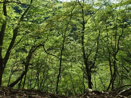 「鍋割山」登山記・・・（８）