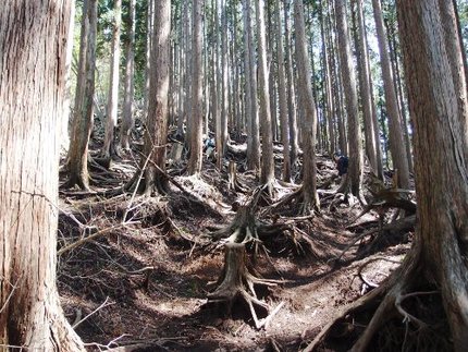 「鍋割山」登山記・・・（１１）