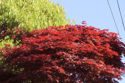 春の紅葉。