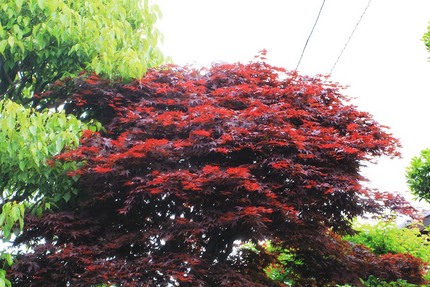 春紅葉その後・・・。