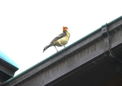 シジュウカラの巣立ち・・・。