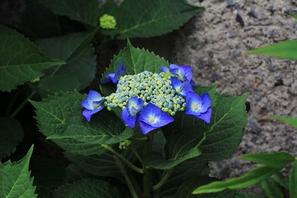 紫陽花・・・その後
