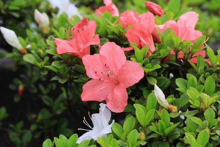 茶色いさつき。