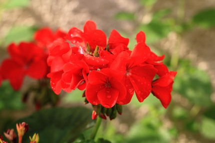 真っ赤な花・・・。