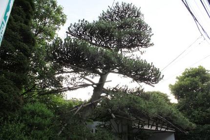 台風の去った後は・・・（５）