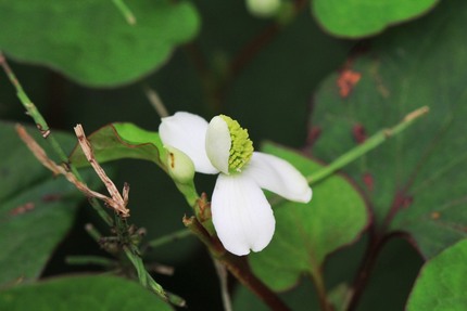 ドクダミの花の咲き方・・・。