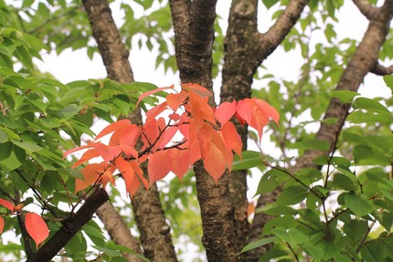 もう紅葉・・・。