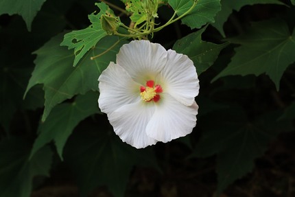芙蓉咲く・・・。