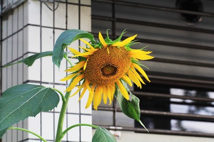 ひまわり・・・。