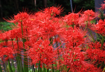 彼岸花・・・。