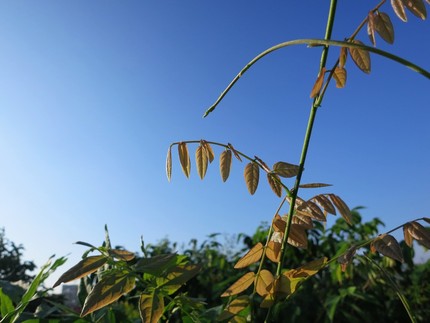 お昼頃には青空になりました。 ...