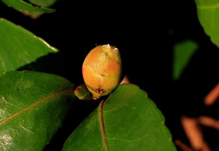 山茶花の蕾。まだ固く閉じてます...
