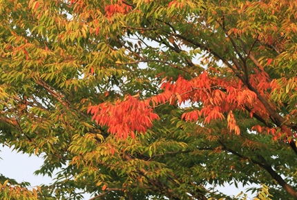 紅葉が始まって・・・。