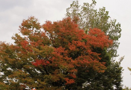 いっきに紅葉・・・。