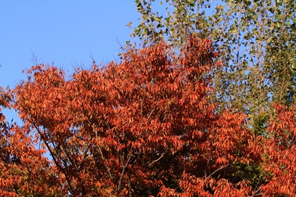 すすんでいる紅葉・・・。