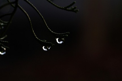 雨上がりの朝・・・。
