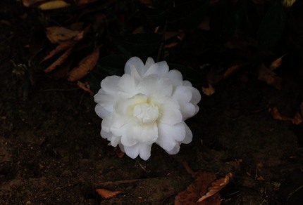 山茶花咲く・・・。