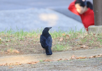 しっかりオネエサンを見てます。