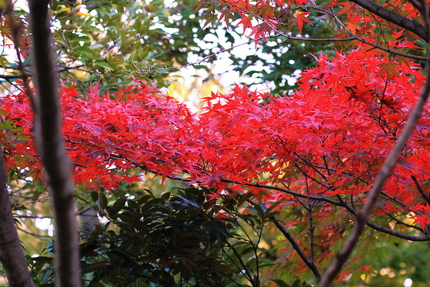 もみじの紅葉・・・。