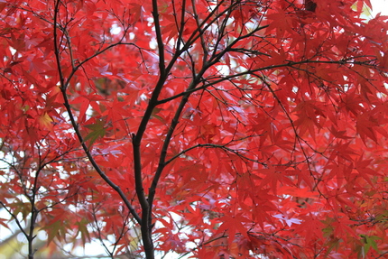 紅葉・・・。