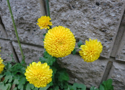丸い菊・・・。
