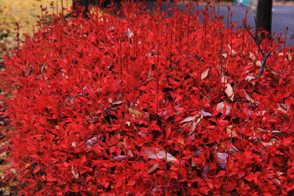 ドウダンツツジの紅葉・・・。