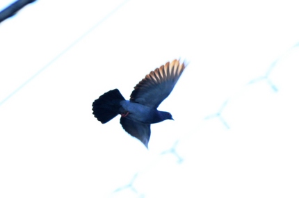 飛んだ！撮った！ボケた！